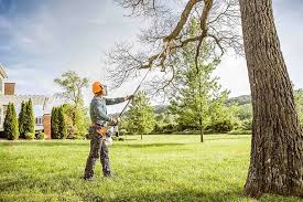 Best Tree Mulching  in Ashville, OH